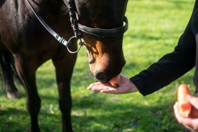 person treating their horse with a carrot